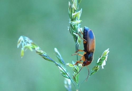Réf. 195 935 : Diachromus germanus